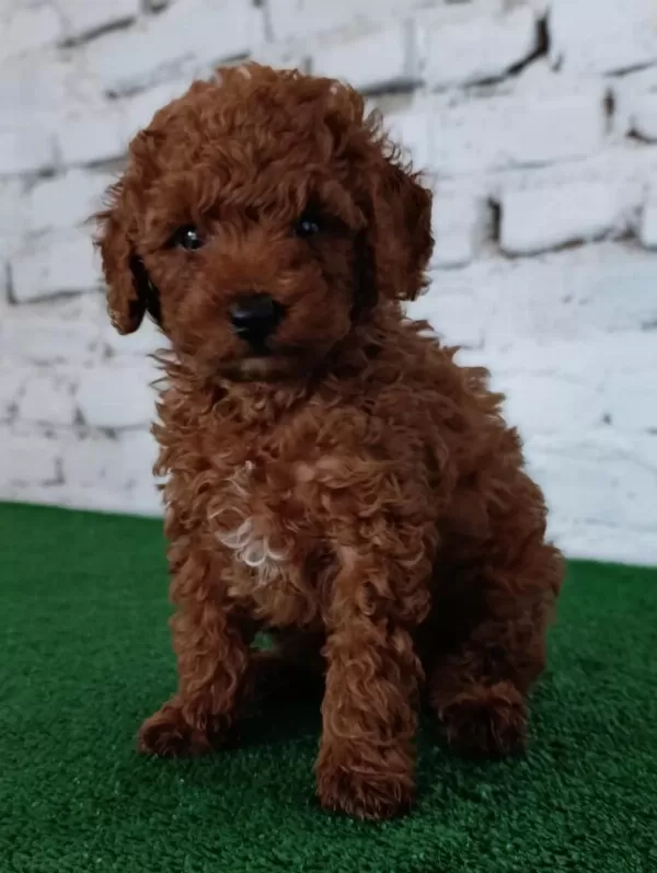 Harika Toy Poodle Yavrumuz