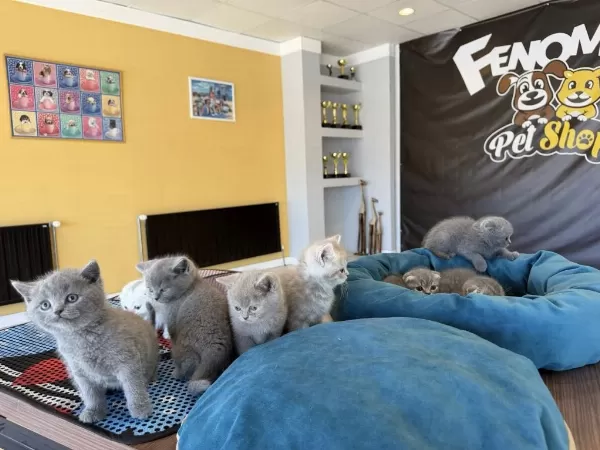 Kediciden Mükemmel British Shorthair Yavrulari Ankara