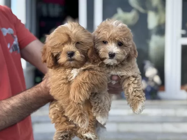 Yasal Ruhsatlı Çiftlikten Garantili Maltipoo