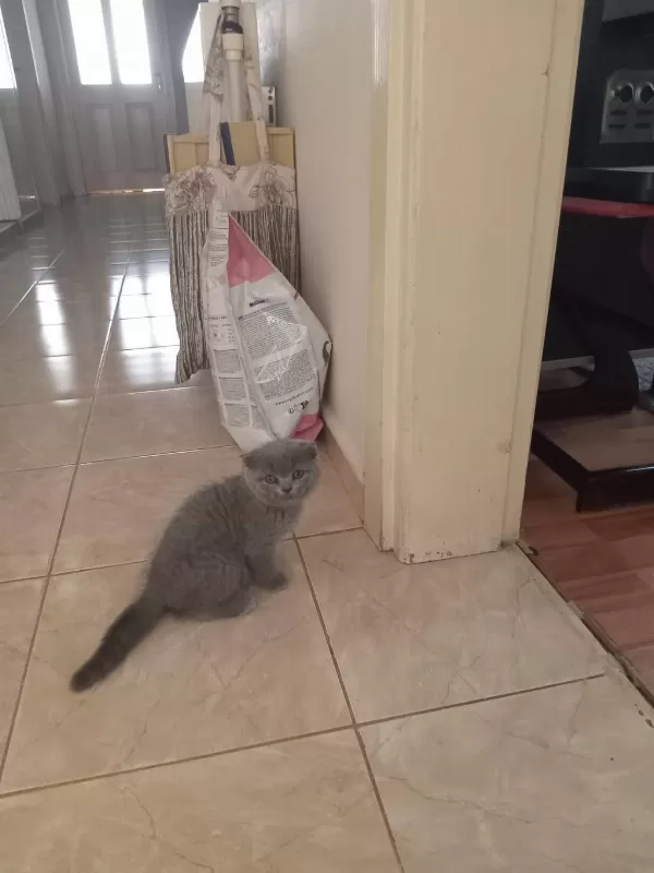 Sağlıklı Erkek Scottish Fold