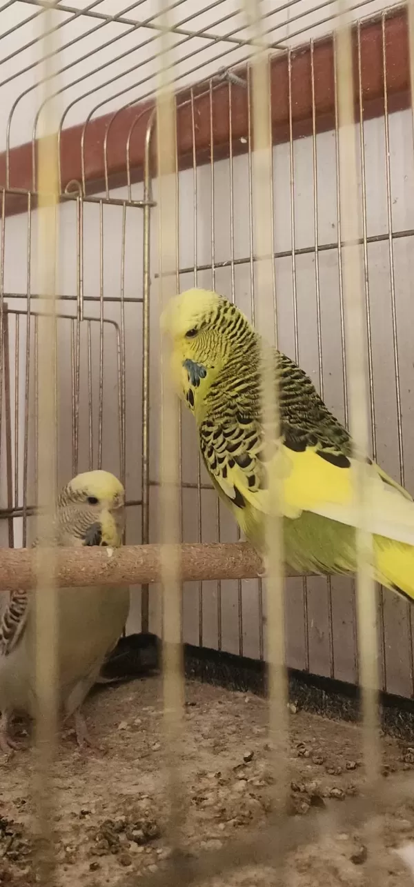 Muhabbet Kuşu Takımlarımı Yaşında Genç Takımlar