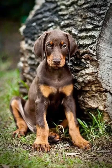 Harika Doberman Kizil Yetişen Kazanir