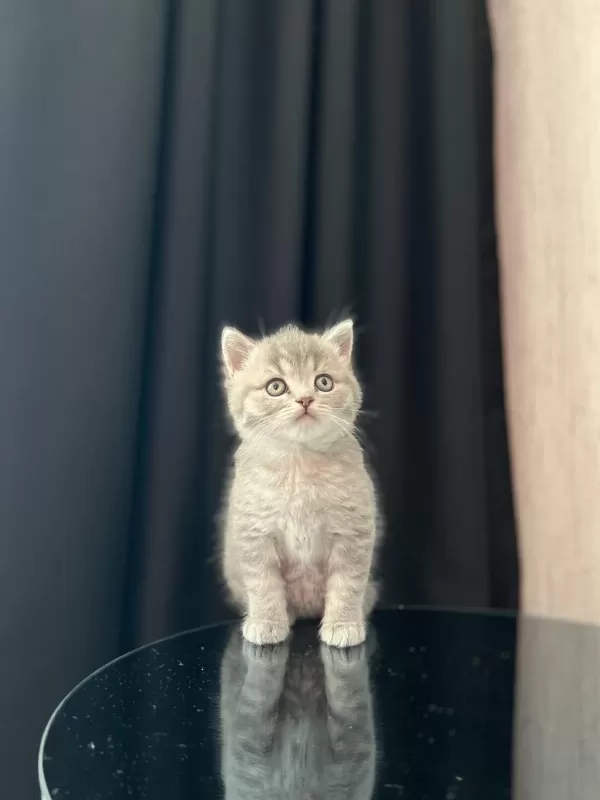 Sevimli British Shorthair Yavrularim