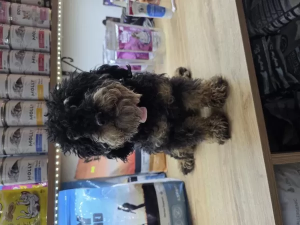 9 Aylik Dişi Çok Özel Toy Poodle