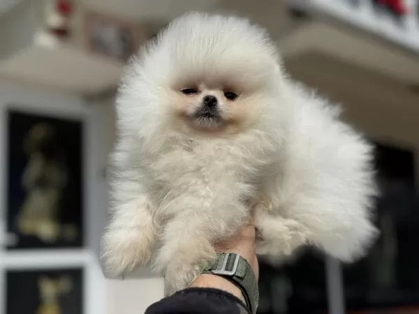 Petmode Köpek Çiftliğinden Teddy Pomeranian