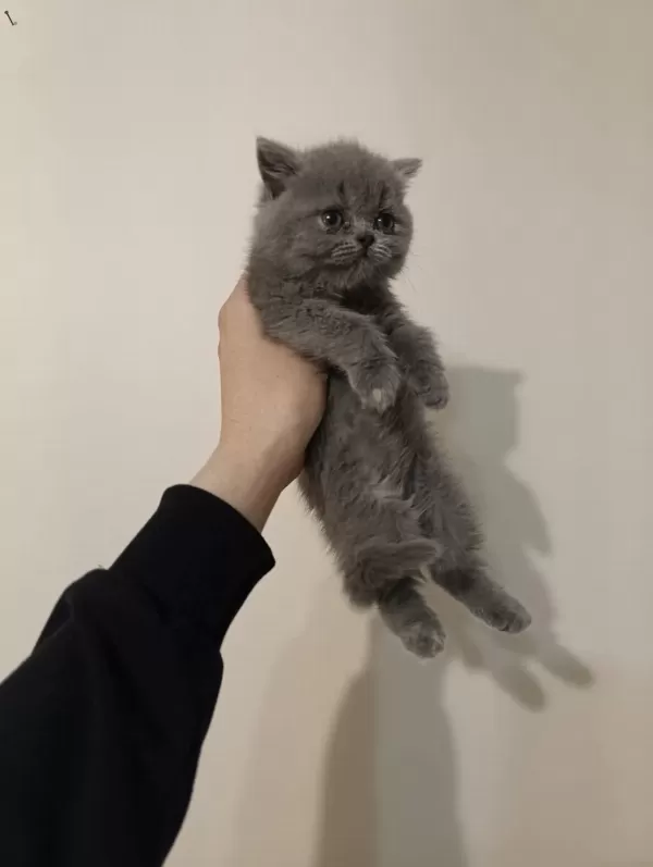 Dişi Ve Erkek Safkan Ayı Surat Bebek Kedimiz