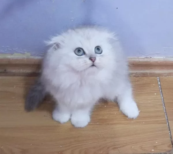Safkan Scottish Fold Ve Straight Yavrular Catteryden