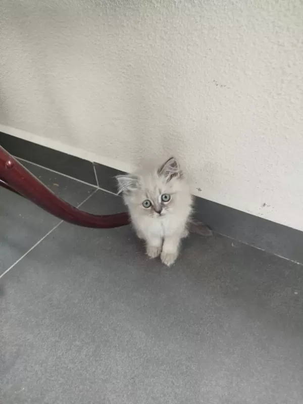 British Blue Point 2 Aylık
