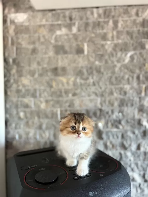 Scottish Fold Sevimli Yavrularim