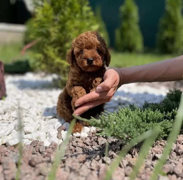 Toy Poodle Yavrulari