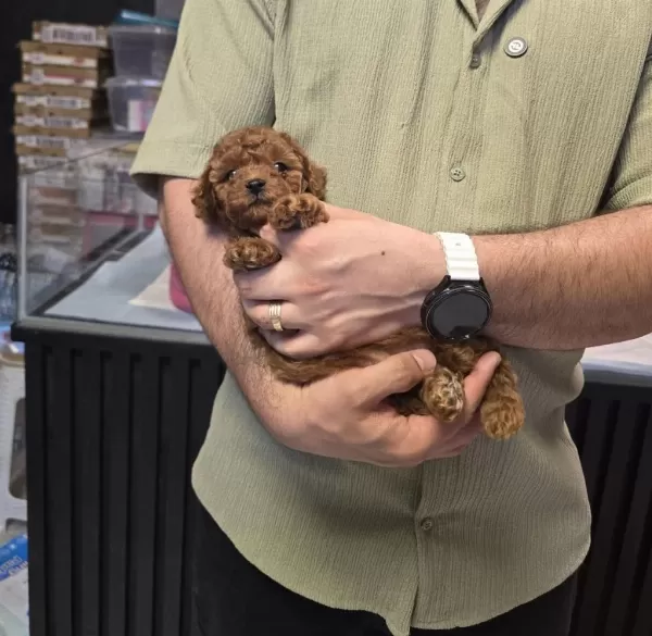 Toy Poodle Bebeklerimiz