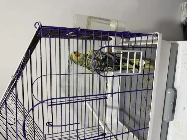 Erkek Çok Güzel Jumbo Sultan Al Götür Kaçırma
