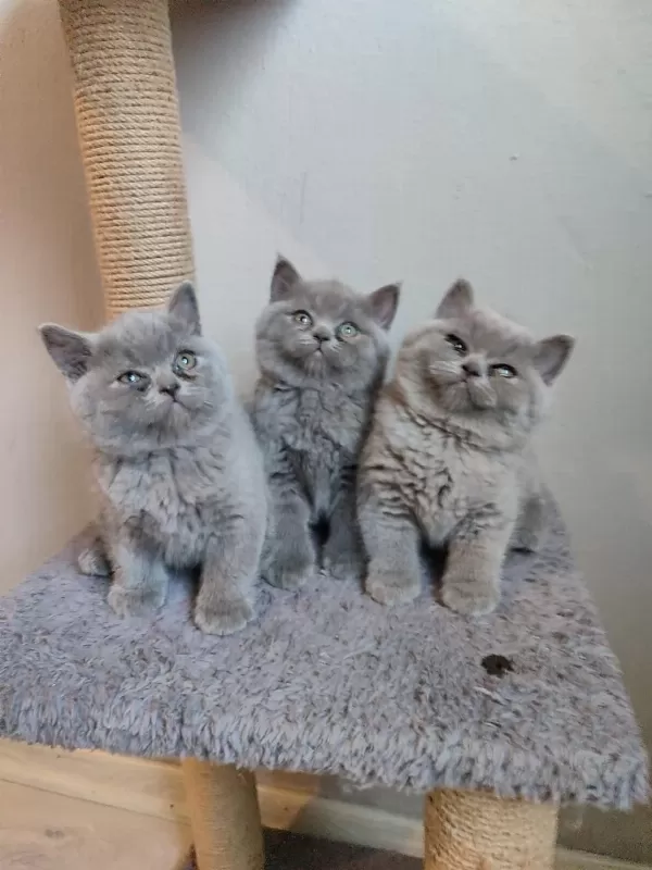 Ayıcık Safkan British Shorthair Yavrularımız