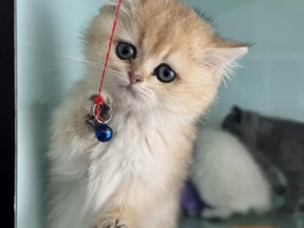 Show Kalite Golden British Shorthair Ve Longhair Yavrular