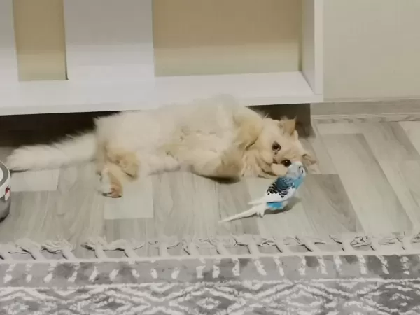 5 Yaşında Kısırlaştırılmış British Longhair
