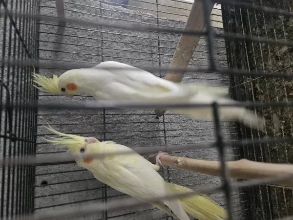Sarı Rutrino 3 Aylık Yavru Sultan Papağanı