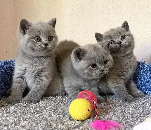 British Shorthair Yavrular