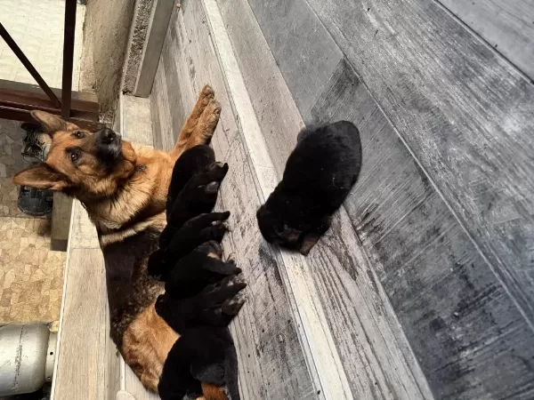 K9 Alman Kurdu Yavrularımız Potyumda