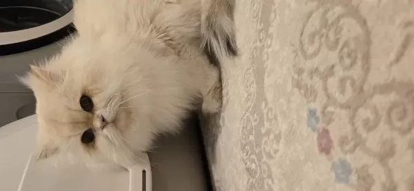 Ömürlük Yuva British Longhair Kedisi