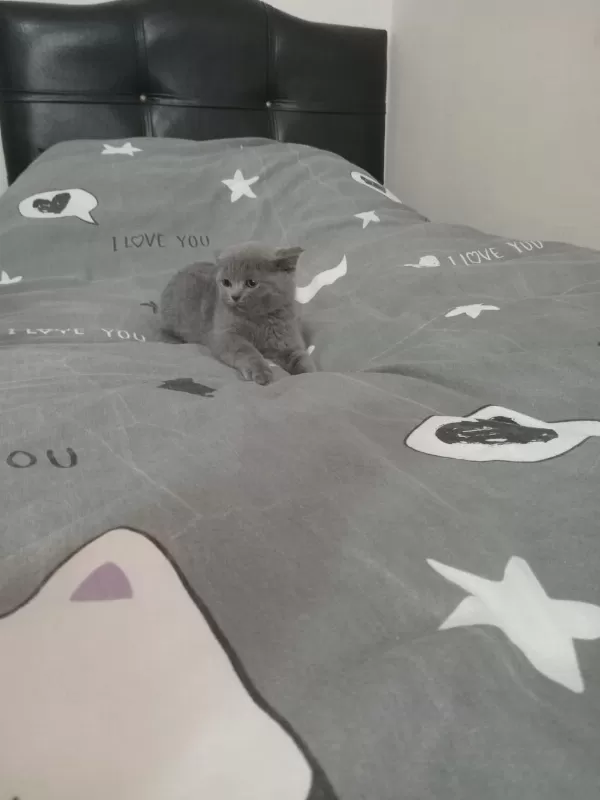 British Shorthair Dişi