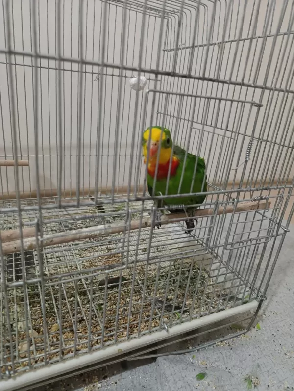 Barraband Cinsi Papağanımız