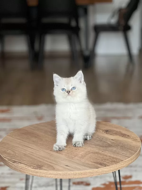 Evinizin Neşesi Mavi Göz British Shorthair Bebek