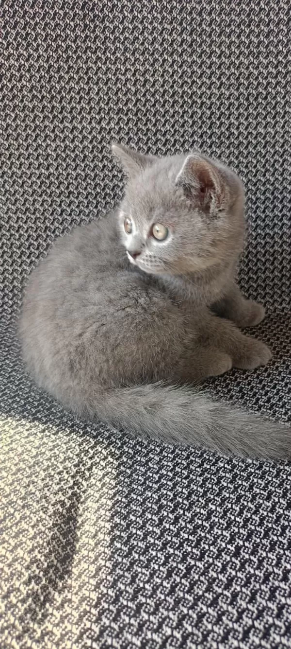 Safkan British Shorthair Yavru