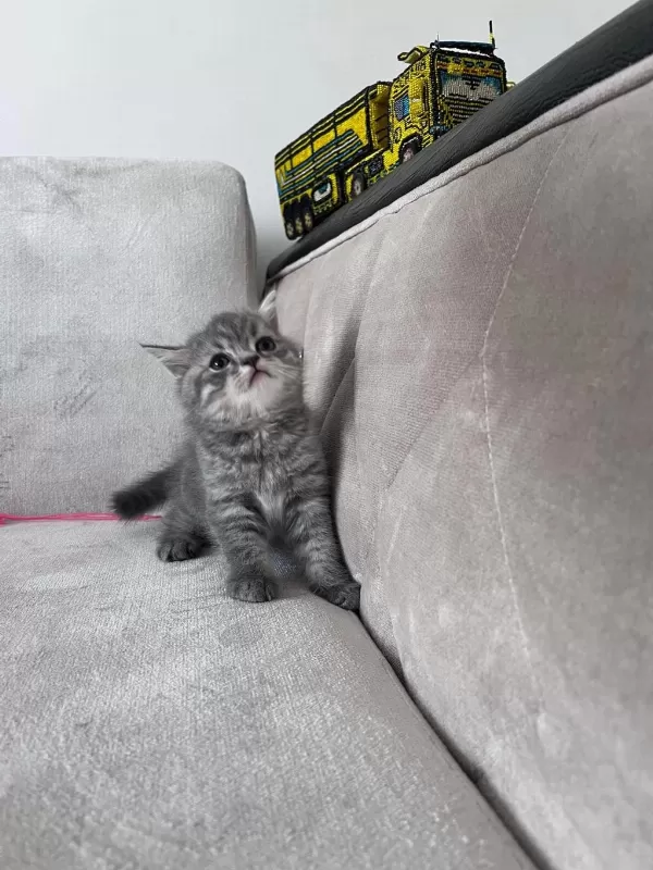 2 Aylık Kedilerimiz Sahiplendirilecektir