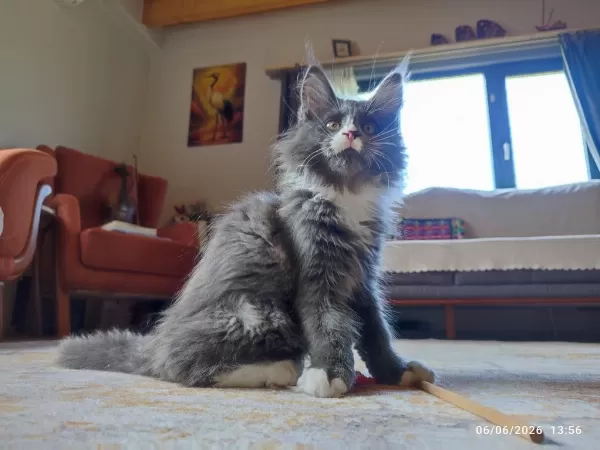 3 Aylık Yavru Dev Maine Coon Pasaport Çip Şecere