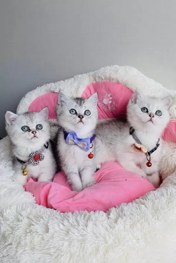 Show Kalite Silver British Shorthair Bebeklerim