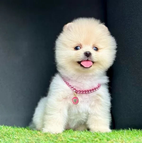 Safkan Pomeranian Boo Bebekler