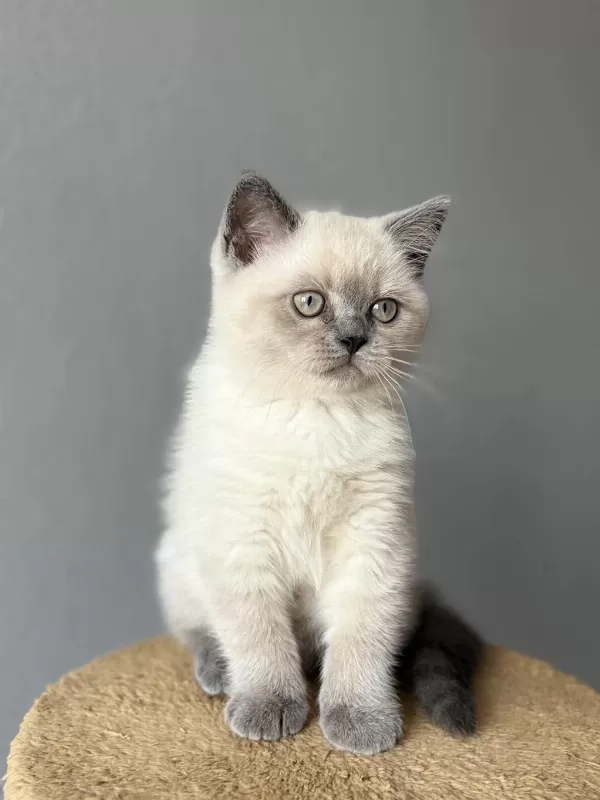 British Lilac Blue Point
