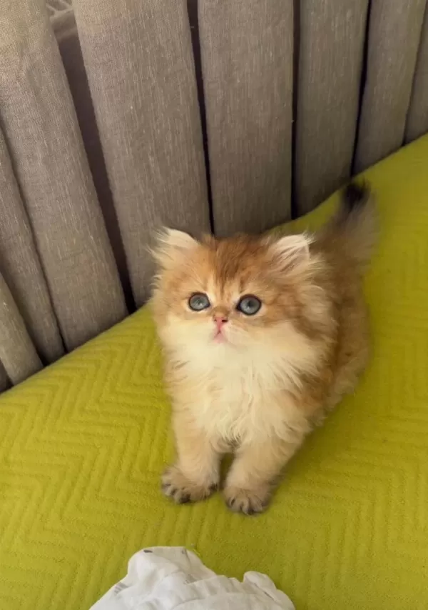 Safkan British Longhair Yavrular