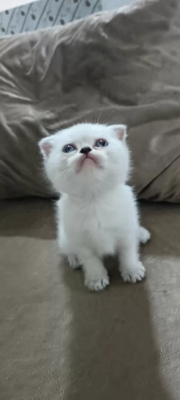 Scottish Fold Yavrumuz Hazır