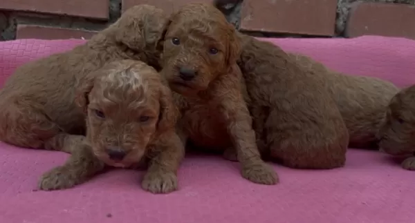 Muhteşem Güzellikte Toy Poodle Bebekler