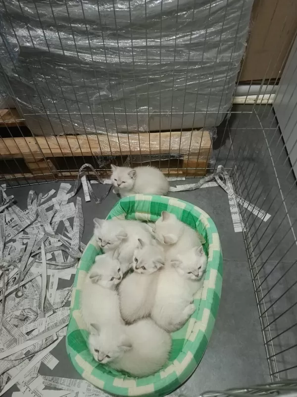 Şecereli Anne Baba Kediler