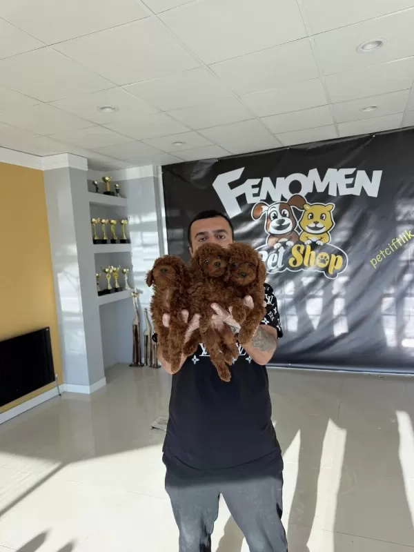 Shoooowwww Kalite Toy Poodle Yavrular Ankara Mağazamızda