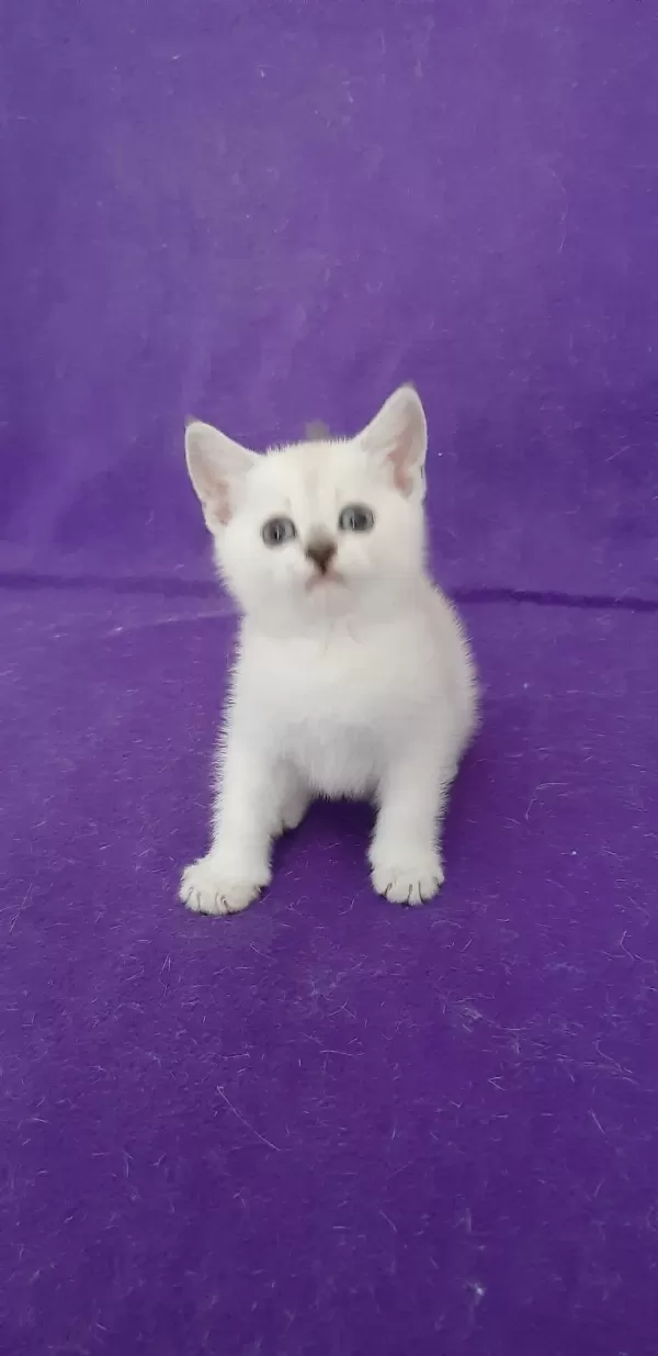 British Shorthair Pamuk Prenses Yavrumuz