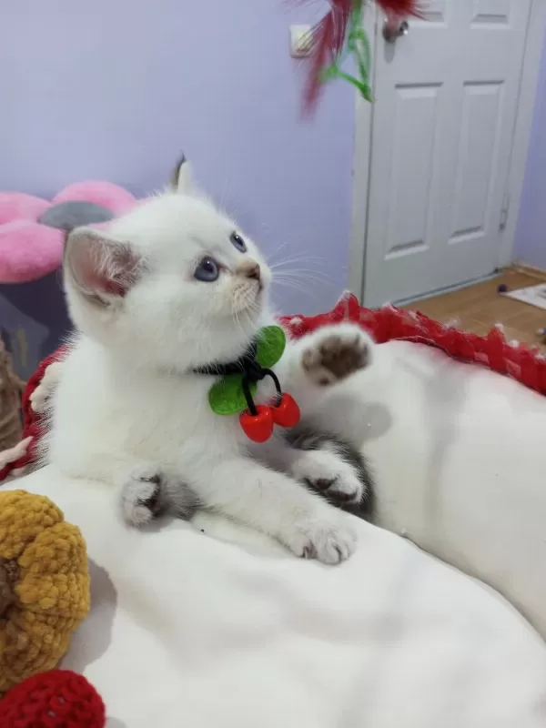 Safkan Scottish Fold Ve Straight Yavrular Catteryden