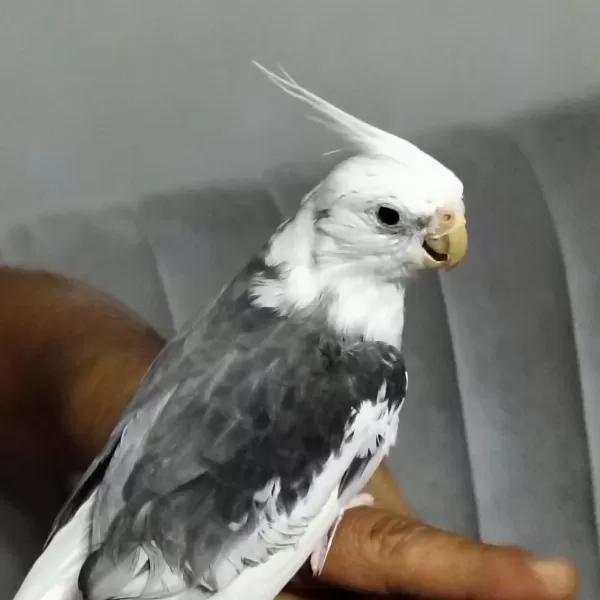 4 5 Aylık Sultan Papağanlar Ele Alışık