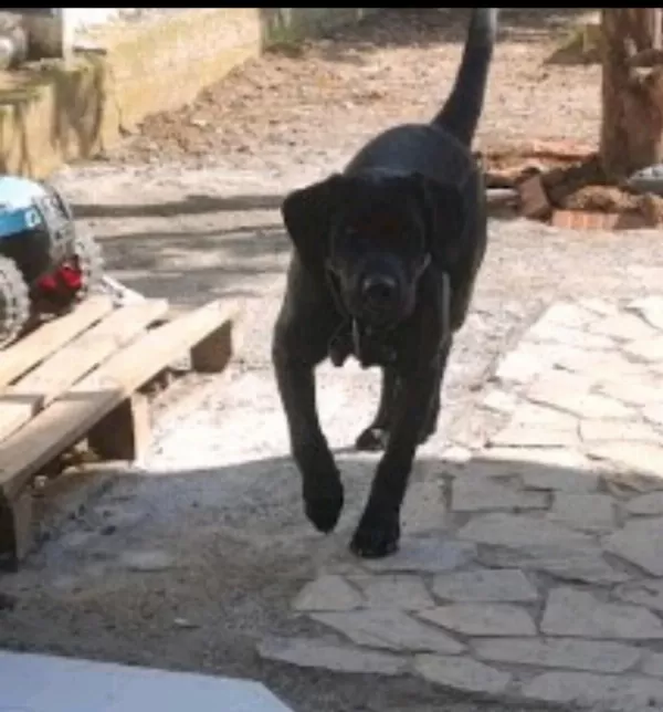 Tüm Aşıları Tam Köpeğimiz Çipi Kimliği Pasaportu Var