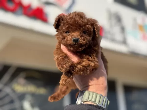 Çok Özel Tiny Kore Poodle Yavrularımız Ziyarete Açık