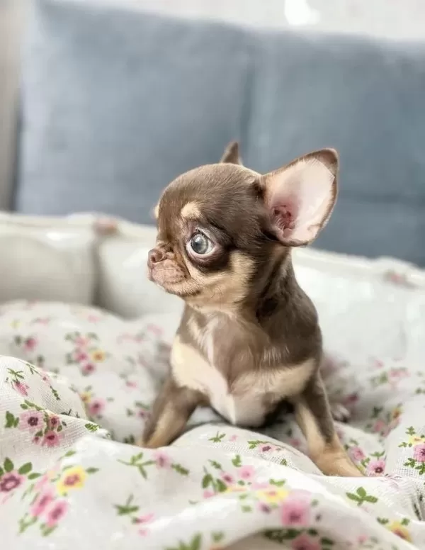 Eşsiz Güzellikte Safkan Chihuahua Yavrularımız