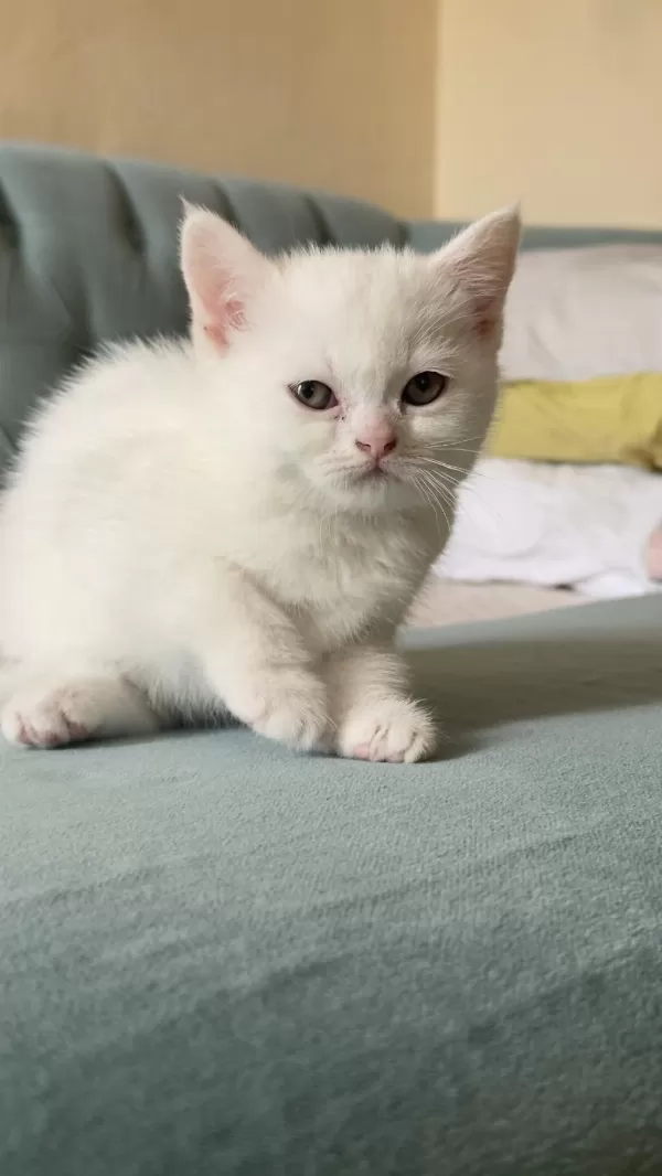 British Shorthair Beyaz Yavrular