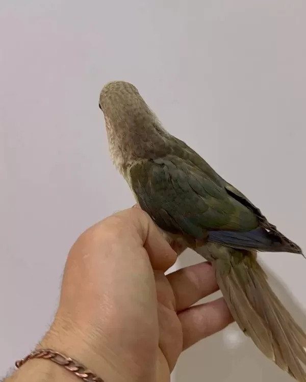 Konur Gökkuşaği El Besleme Yavularimiz