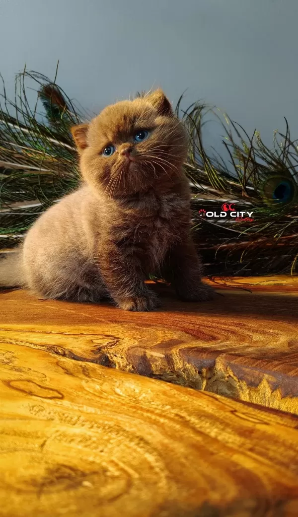 Kralın Dönüşü Safkan British Teddy