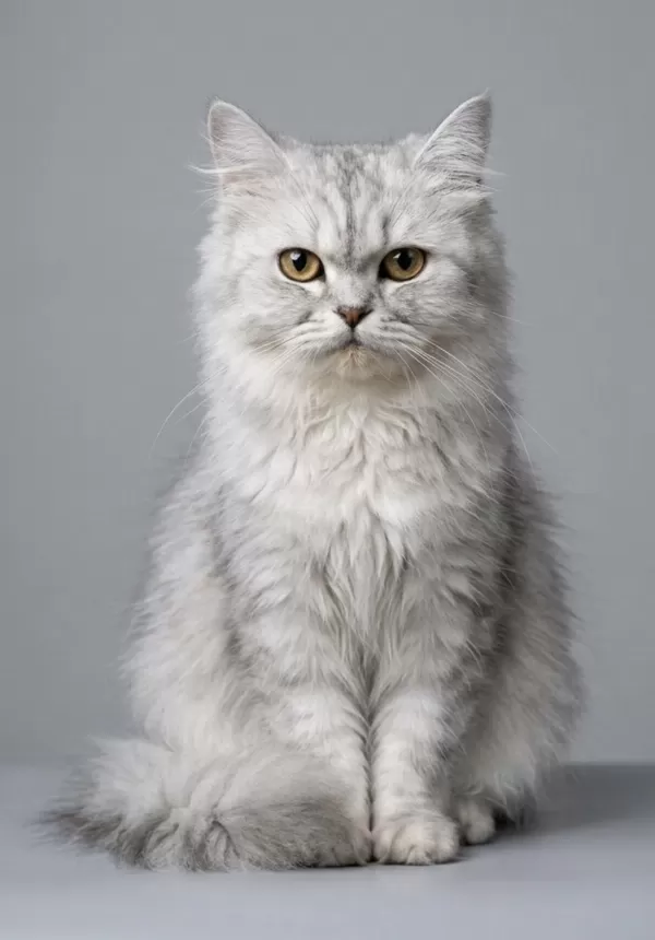 British Longhair Kedisi