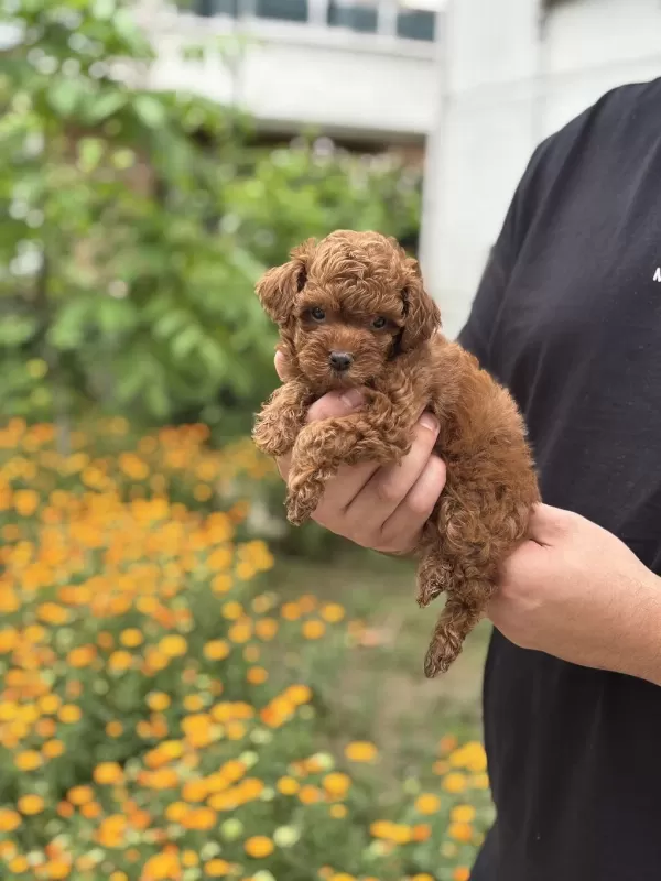 Toy Poodle Dişi Yavrum