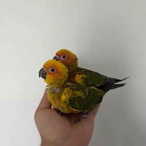 Bebek Güneş Konur Papağanlari