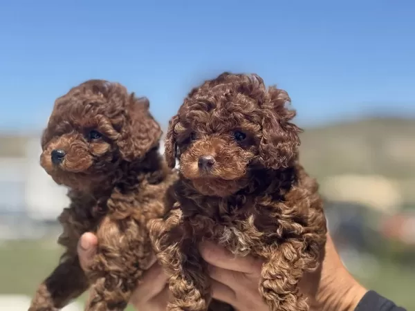 Wc Eğitimli Aşılı Pasaportlu Toy Poodle Yavrularımız